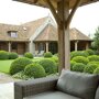 Buxus bol